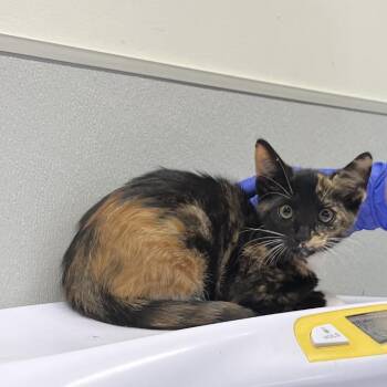 Maisie -  Domestic Short Hair Cat for Adoption in Tampa, Florida - Maisie | PetCurious