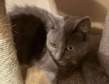 Rescue Domestic Short Hair Cats for Adoption in Marion, Indiana - Goofus | PetCurious