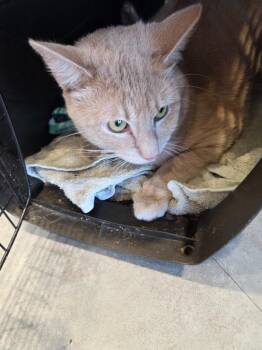 Axel -  Domestic Short Hair Cat for Adoption in Bossier City, Louisiana - Axel | PetCurious