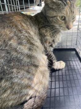 PETUNIA -  Domestic Short Hair Cat for Adoption in Fort Myers, Florida - PETUNIA | PetCurious