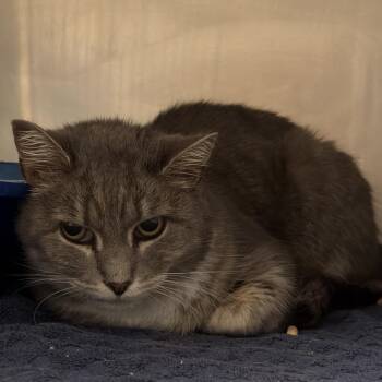 Myrtle -  Domestic Short Hair Cat for Adoption in Bristol, Indiana - Myrtle | PetCurious