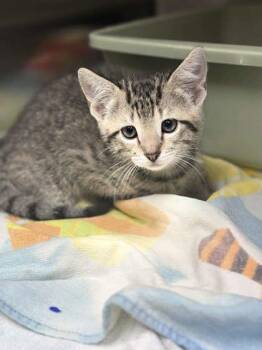 Goose -  Domestic Short Hair Cat for Adoption in Memphis, Tennessee - Goose | PetCurious