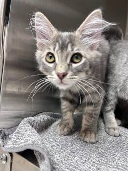 Ghari -  Domestic Medium Hair Cat for Adoption in Seattle, Washington - Ghari | PetCurious