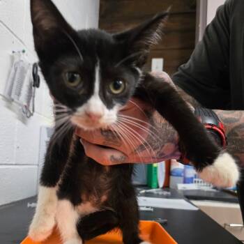 Rescue Domestic Short Hair Cats for Adoption in Evensville, Tennessee - Cat #1 | PetCurious