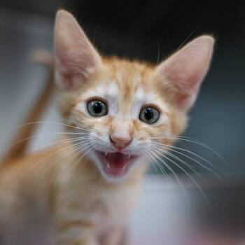 Purring Potter -  Domestic Short Hair Cat for Adoption in Bradenton, Florida - Purring Potter | PetCurious