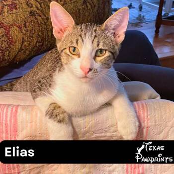Rescue Tabby Cats for Adoption in Dallas, Texas - Elias | PetCurious