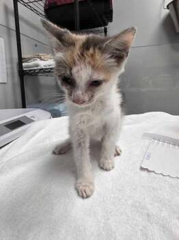 Babble -  Domestic Short Hair Cat for Adoption in Sevierville, Tennessee - Babble | PetCurious