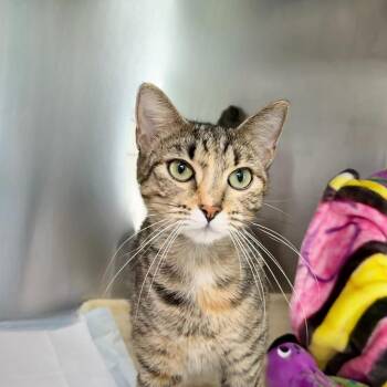 Ellie -  Domestic Short Hair Cat for Adoption in State College, Pennsylvania - Ellie | PetCurious