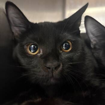 Sarah Sanderson -  Domestic Short Hair Cat for Adoption in Spokane, Washington - Sarah Sanderson | PetCurious