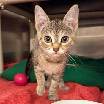 Pancake -  Domestic Short Hair Cat for Adoption - Pancake | PetCurious