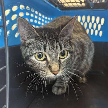Feline Dion -  Domestic Short Hair Cat for Adoption in Evanston, Illinois - Feline Dion | PetCurious