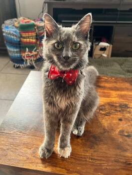 Rescue Domestic Medium Hair Cats for Adoption in Manhattan Beach, California - Misty | PetCurious