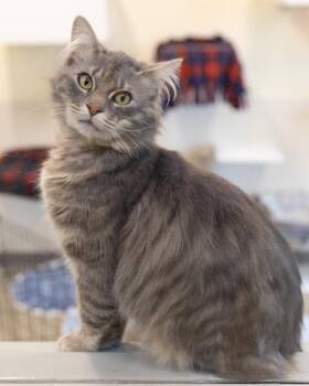 Domestic Long Hair Cats Available for Adoption - SEBASTIAN | PetCurious