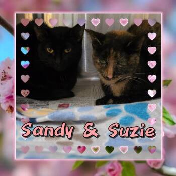 Sandy -  Domestic Short Hair Cat for Adoption in Wheeling, Illinois - Sandy | PetCurious