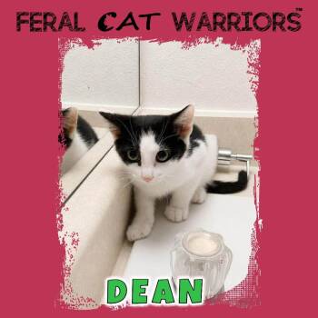 Dean -  Domestic Short Hair Cat for Adoption in Kingman, Arizona - Dean | PetCurious