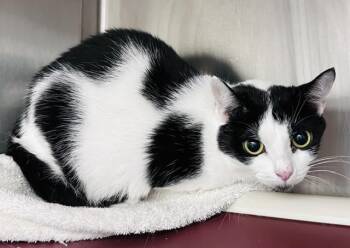 BLUE BELLE -  Domestic Short Hair Cat for Adoption in Derwood, Maryland - BLUE BELLE | PetCurious
