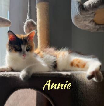 Rescue Domestic Long Hair Cats for Adoption in Shrewsbury, Massachusetts - Annie | PetCurious