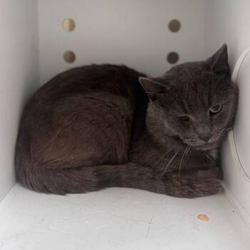Domestic Short Hair Cats Available for Adoption in Winston-salem, North Carolina - Capybara | PetCurious