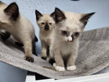 Dragonfly -  Siamese and Domestic Short Hair Cat for Adoption in Bossier City, Louisiana - Dragonfly | PetCurious