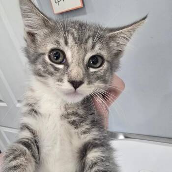 Gracie -  Domestic Short Hair Cat for Adoption in Fairmont, West Virginia - Gracie | PetCurious
