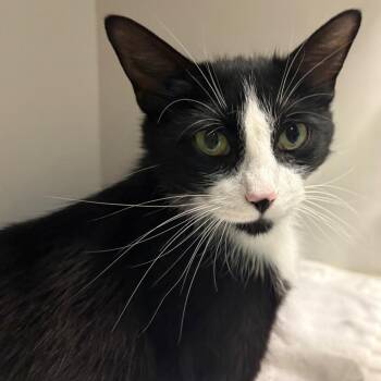 Princess -  Domestic Short Hair Cat for Adoption in East Hanover, New Jersey - Princess | PetCurious
