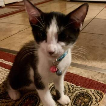 Tucker -  Domestic Short Hair Cat for Adoption in NEW PT RICHEY, Florida - Tucker | PetCurious