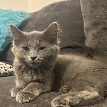 Michelin -  Domestic Medium Hair Cat for Adoption in Durham, North Carolina - Michelin | PetCurious