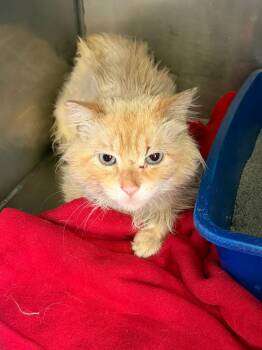 Domestic Medium Hair Cats Available for Adoption in Virginia, Minnesota - Linus | PetCurious