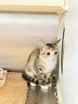 Pumpkin -  Tabby Cat for Adoption in Newberg, Oregon - Pumpkin | PetCurious