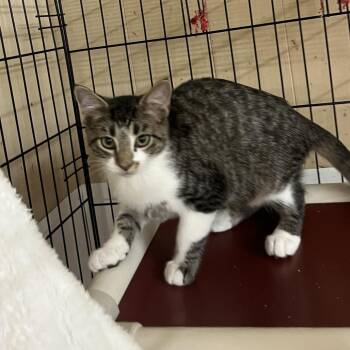 Mathias -  Domestic Short Hair Cat for Adoption in Wappingers Falls, New York - Mathias | PetCurious