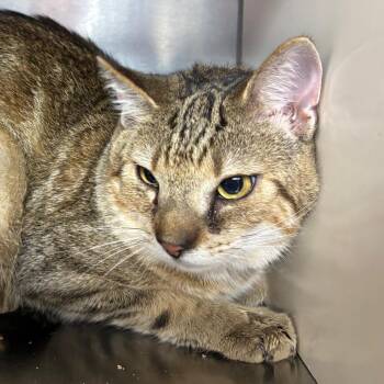 Domestic Short Hair Cats Available for Adoption in Newark, New Jersey - Clawrence | PetCurious