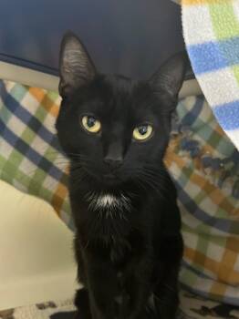 Rescue Domestic Short Hair Cats for Adoption in Menomonie, Wisconsin - Mrs. Butterworths | PetCurious