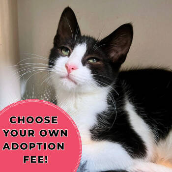 Rescue Domestic Short Hair Cats for Adoption in Asheville, North Carolina - Jones | PetCurious