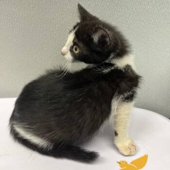 Meep -  Domestic Short Hair Cat for Adoption in Tampa, Florida - Meep | PetCurious