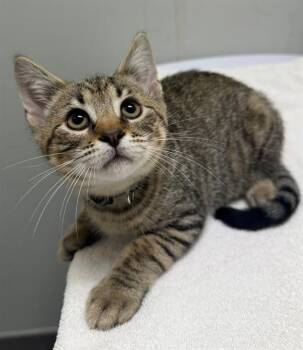 DR. PEPPER -  Domestic Short Hair Cat for Adoption in Leesburg, Virginia - DR. PEPPER | PetCurious