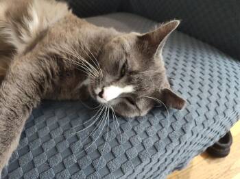 Lothar -  Domestic Short Hair Cat Available for Adoption in Pawtucket, Rhode Island - Lothar | PetCurious