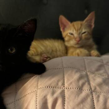 Colonel Mustard -  Domestic Short Hair Cat for Adoption in Evanston, Illinois - Colonel Mustard | PetCurious