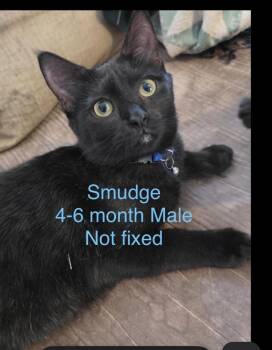 Smudge -  Domestic Short Hair Cat for Adoption in Lafayette, Colorado - Smudge | PetCurious