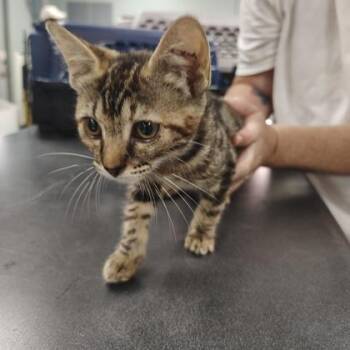 Tinkerbell -  Domestic Short Hair Cat for Adoption in Kansas City, Missouri - Tinkerbell | PetCurious