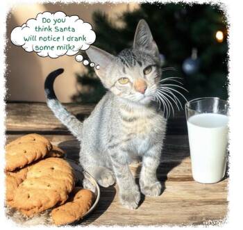 Rescue Tabby and Domestic Short Hair Cats for Adoption in Hillsboro, Texas - Ziggy — A Tiny, Lovable  Tabby With A Sleigh-Full Of Spirit | PetCurious