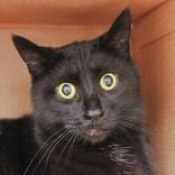 Domestic Short Hair Cats Available for Adoption in Hilliard, Ohio - Mami | PetCurious