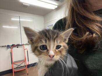 Lily -  Domestic Short Hair Cat for Adoption in Chico, California - Lily | PetCurious