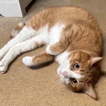 Cheetah -  Domestic Short Hair Cat for Adoption in The Colony, Texas - Cheetah | PetCurious