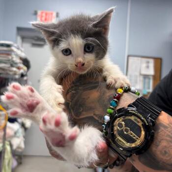 Amar -  Domestic Short Hair Cat for Adoption in Milton, Florida - Amar | PetCurious