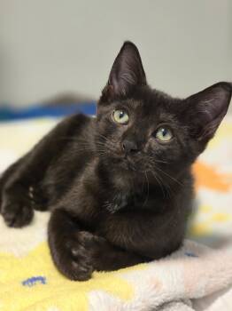 Alley -  Bombay and Domestic Short Hair Cat for Adoption in Boca Raton, Florida - Alley | PetCurious