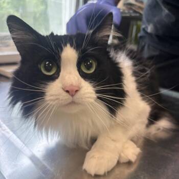 Domestic Long Hair Cats Available for Adoption in Belleville, Illinois - Holly | PetCurious