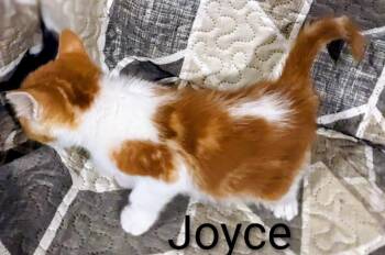 Joyce -  Domestic Short Hair Cat Available for Adoption in Binghamton, New York - Joyce | PetCurious