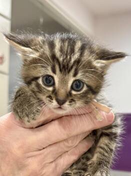 CAT - Iver -  Domestic Short Hair and Tabby Cat Available for Adoption in Gilberts, Illinois - CAT - Iver | PetCurious