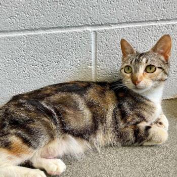 Miss Marble Slab -  Domestic Short Hair Cat Available for Adoption in Carencro, Louisiana - Miss Marble Slab | PetCurious