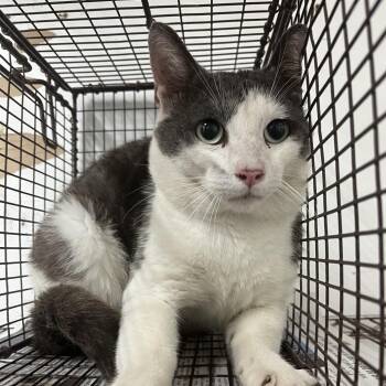 Robbie -  Domestic Short Hair Cat for Adoption in Edinburg, Texas - Robbie | PetCurious